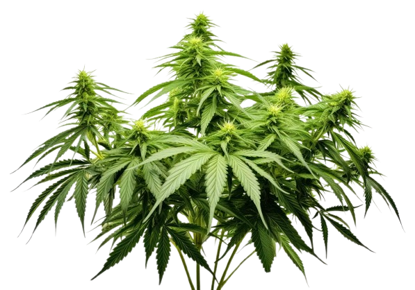 Flower Category
